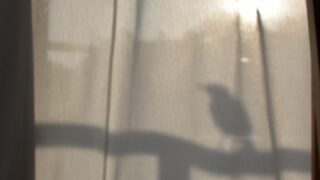 カーテンの鳥